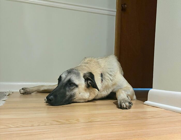 Say Hello to Apollo, Newest Family Member!