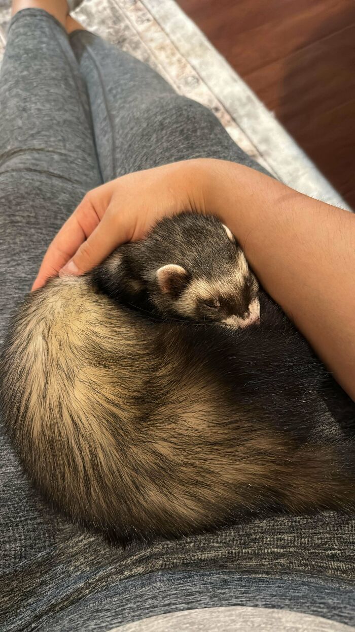 New Ferret Owner Here!