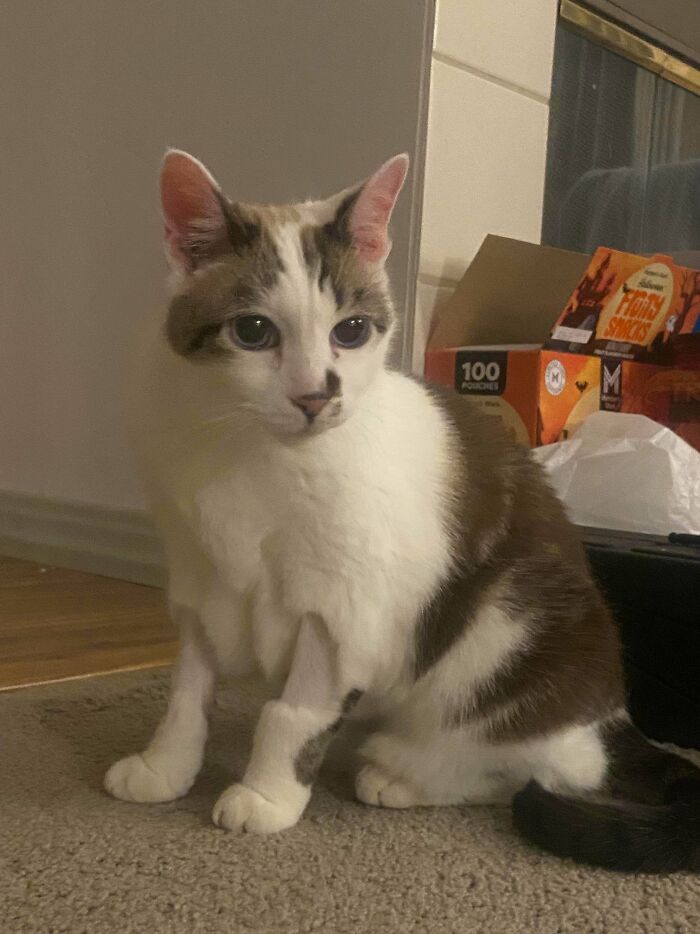 Just Adopted! Happiness Overload