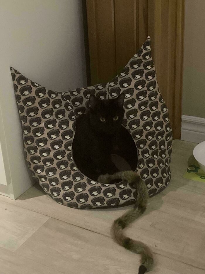 Meet Pixie, Everyone’s Favorite!