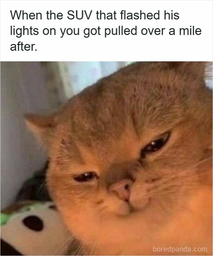 Wait, They Actually Ranked These Driving Memes? Yes, And It's Hilarious!