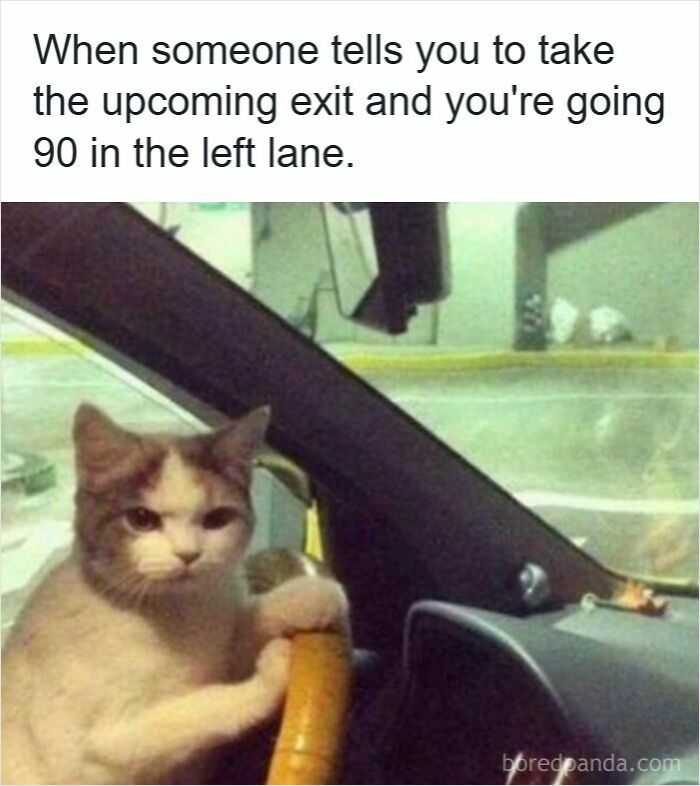Wait, They Actually Ranked These Driving Memes? Yes, And It's Hilarious!