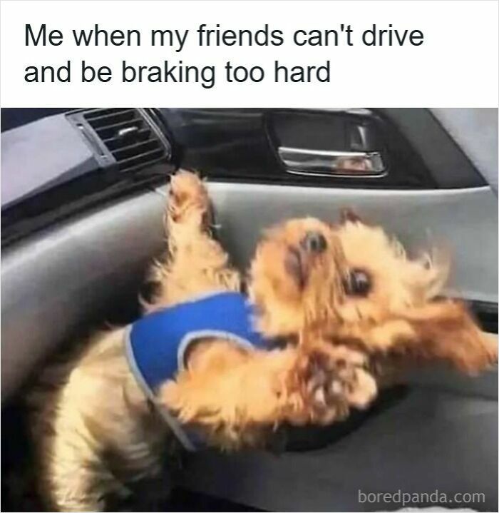 Wait, They Actually Ranked These Driving Memes? Yes, And It's Hilarious!