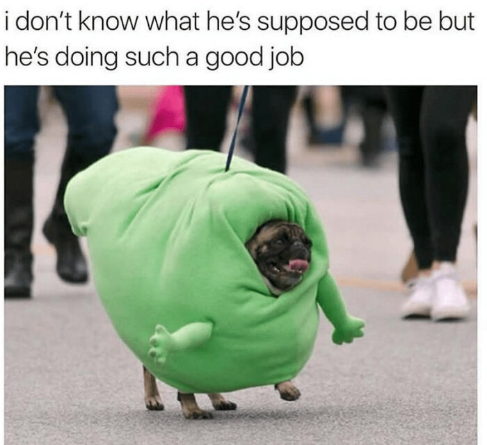 Good Boy Deserves Treats, For Sure