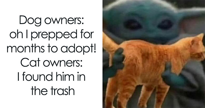 These 50 Cat Memes Are So Good, You’ll Wish You Were a Cat!