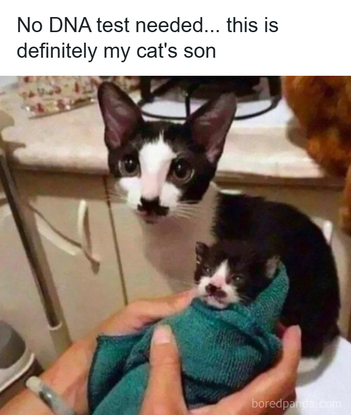 These 50 Cat Memes Are So Good, You'll Wish You Were a Cat!