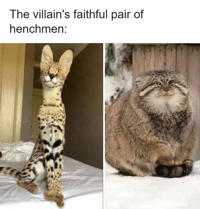 These 50 Cat Memes Are So Good, You'll Wish You Were a Cat!