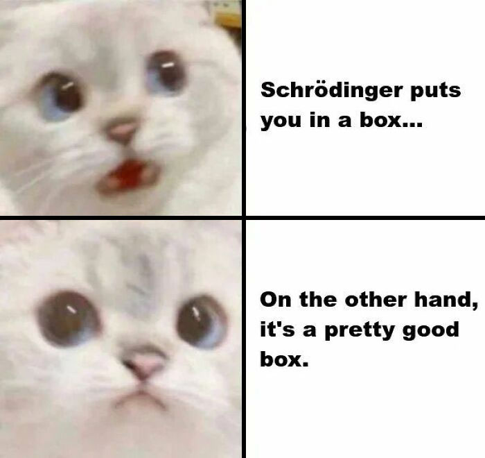 These 50 Cat Memes Are So Good, You'll Wish You Were a Cat!