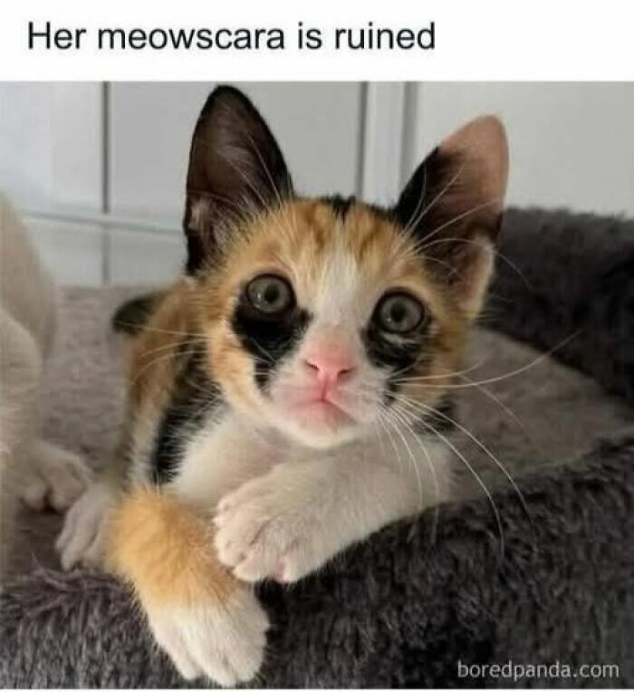 These 50 Cat Memes Are So Good, You'll Wish You Were a Cat!