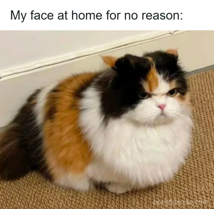 These 50 Cat Memes Are So Good, You'll Wish You Were a Cat!