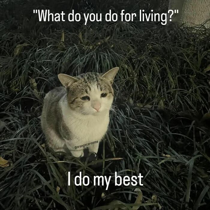 These 50 Cat Memes Are So Good, You'll Wish You Were a Cat!