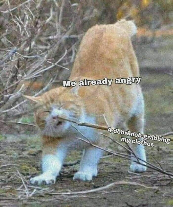 These 50 Cat Memes Are So Good, You'll Wish You Were a Cat!