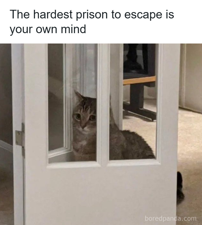 These 50 Cat Memes Are So Good, You'll Wish You Were a Cat!