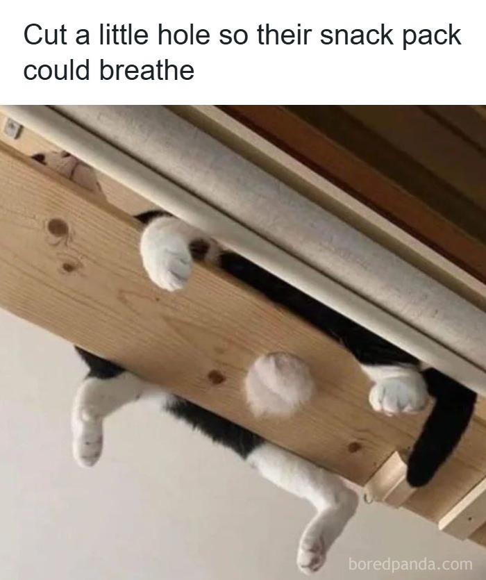 These 50 Cat Memes Are So Good, You'll Wish You Were a Cat!