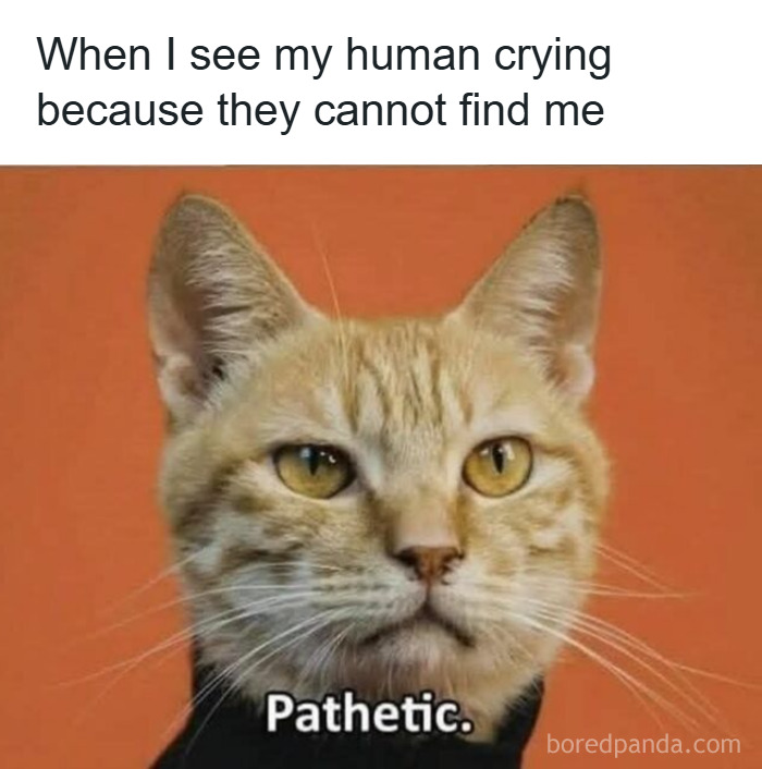These 50 Cat Memes Are So Good, You'll Wish You Were a Cat!