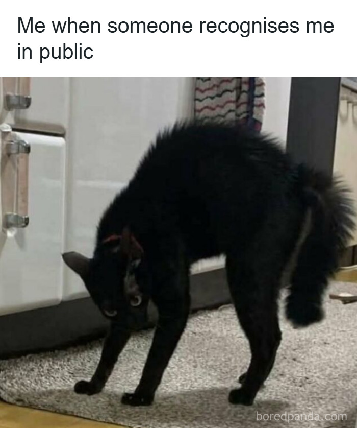 These 50 Cat Memes Are So Good, You'll Wish You Were a Cat!