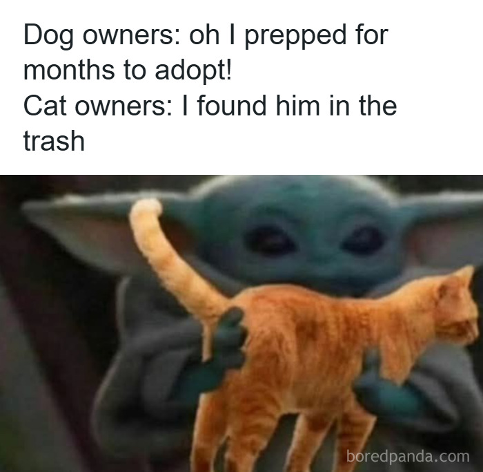 These 50 Cat Memes Are So Good, You'll Wish You Were a Cat!