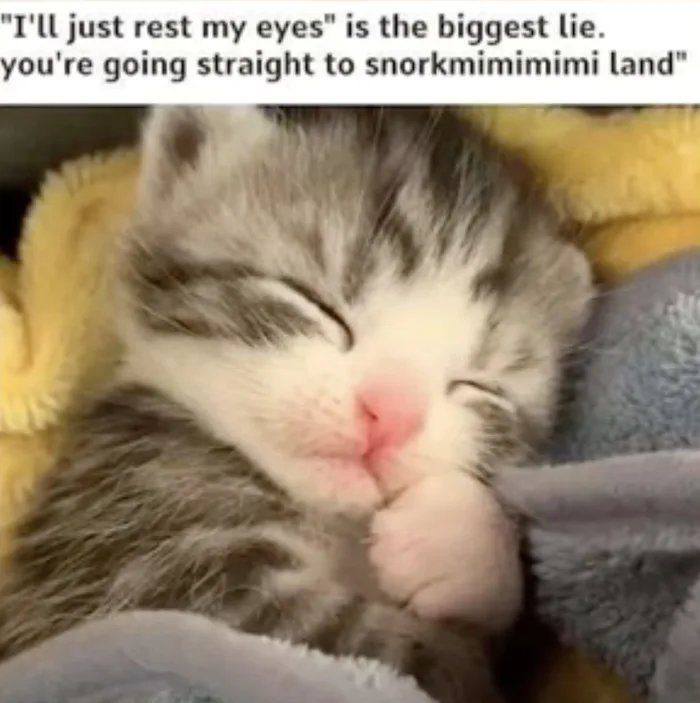 These 50 Cat Memes Are So Good, You'll Wish You Were a Cat!