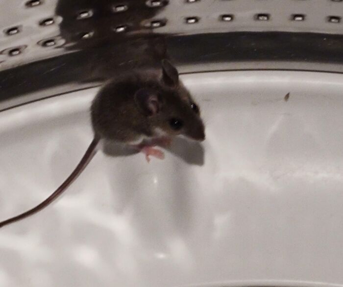 Laundry Day Surprise: A Mouse!