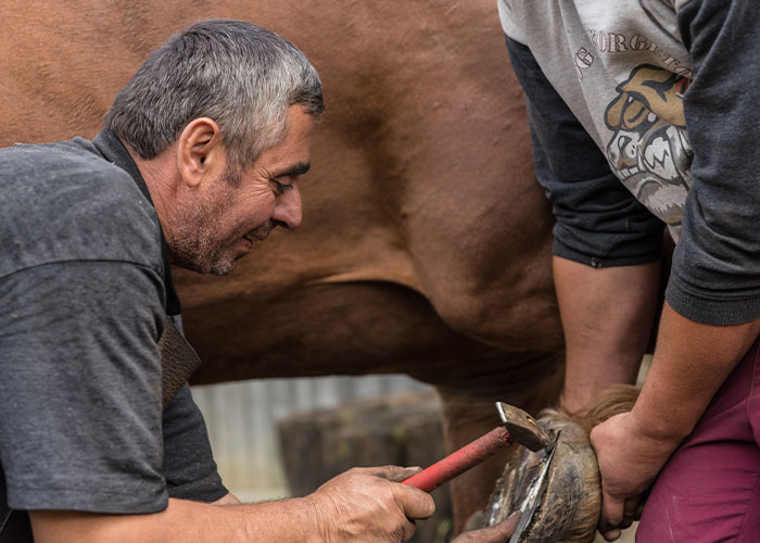 Farrier Science - Cornell University