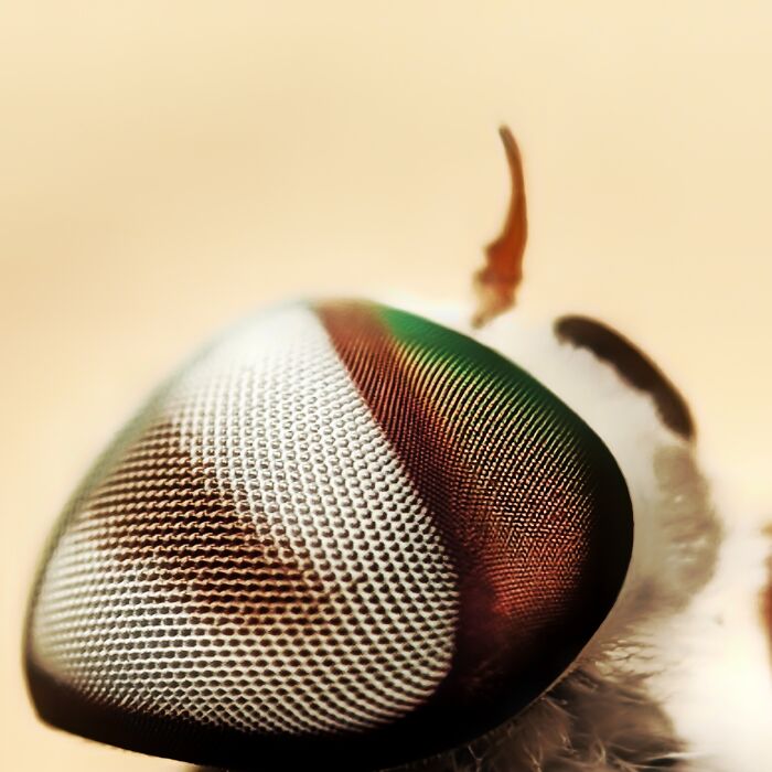 12 Mini Monsters Up Close That Will Totally Freak You Out (In A Good Way)