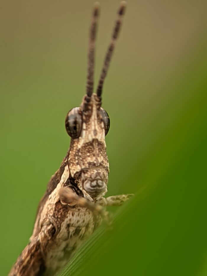 Grasshopper Like You’ve Never Seen Before