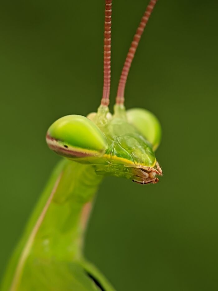 Praying Mantis Looking Like A Tiny Alien