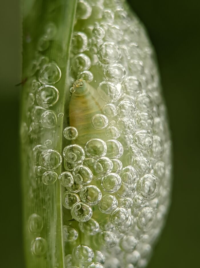 Spittle Bug: Nature’s Little Bubble Maker