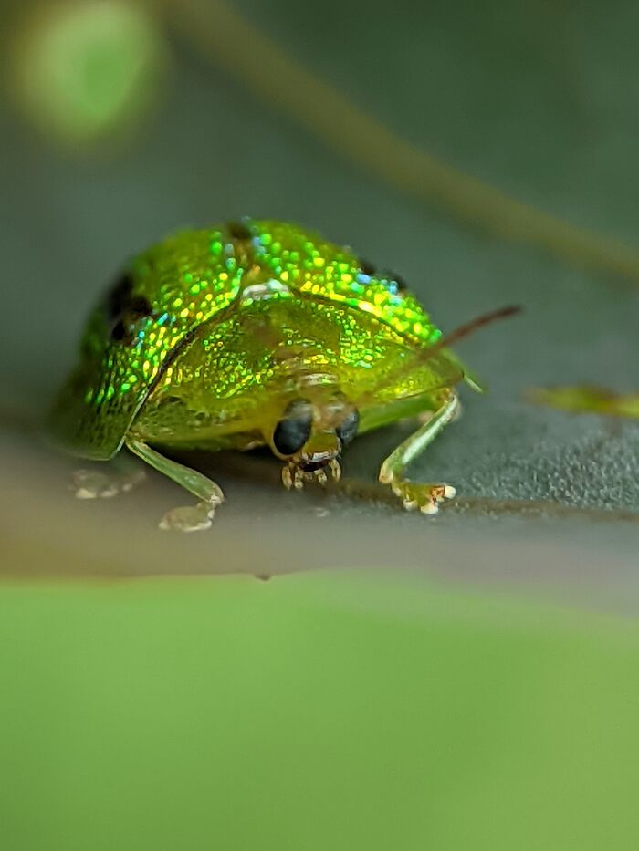 Green Tortoise Beetle Giving Us The Side Eye