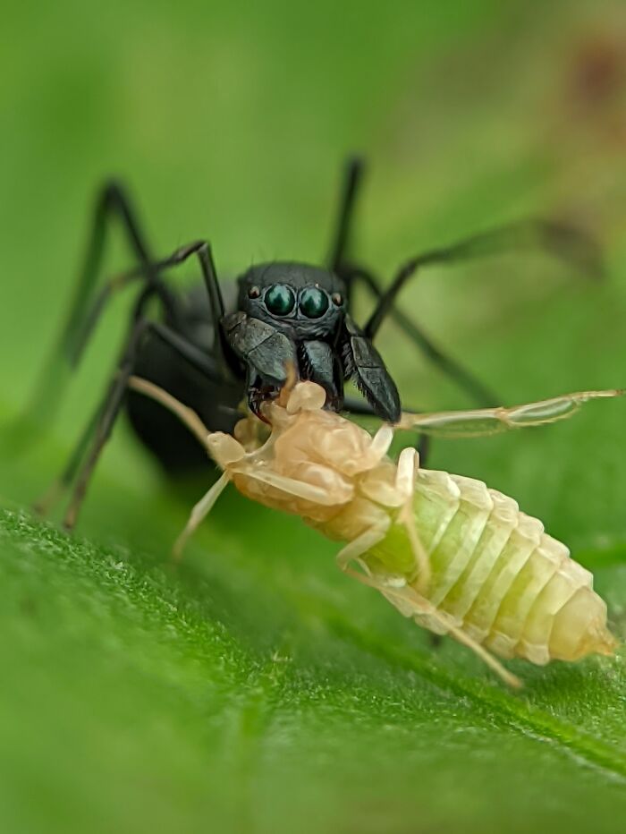 Spider Playing Pretend As An Ant (With Its Dinner)