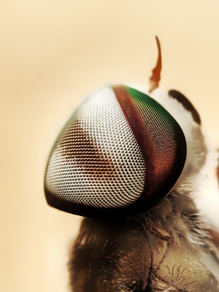 Horsefly, But Make It Close-Up Creepy