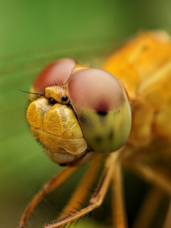 Dragonfly Taking Over The Frame