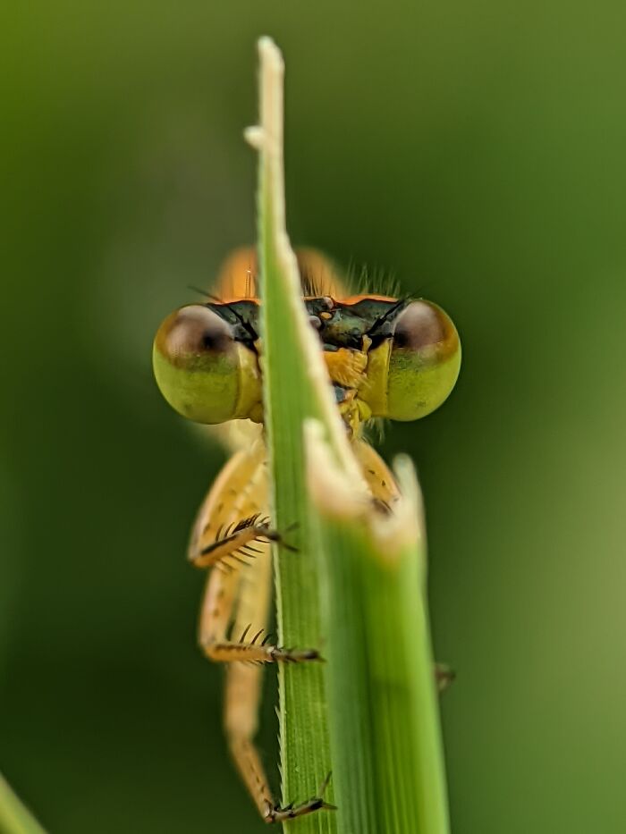 Damselfly: The Delicate Predator