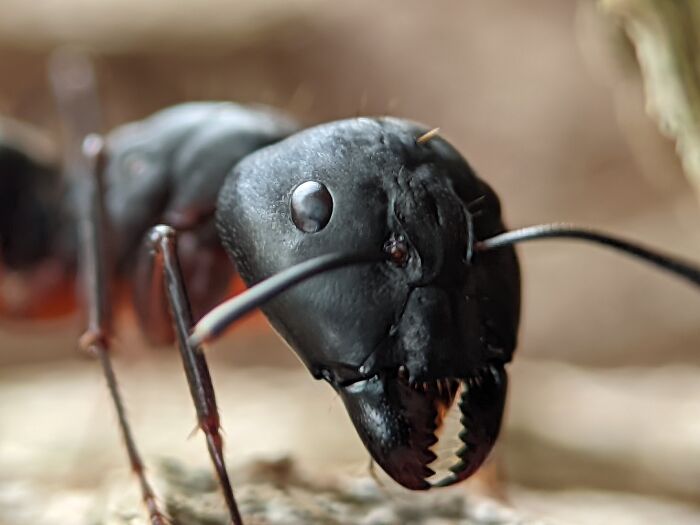 Ant’s Face So Close It’s Almost Creepy