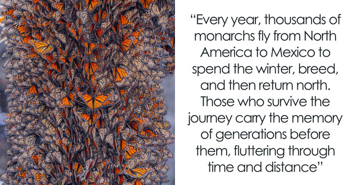 Wait, I Hung Out With Thousands of Monarch Butterflies in Mexico and It Was Insane!