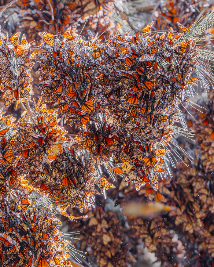 Wait, I Hung Out With Thousands of Monarch Butterflies in Mexico and It Was Insane!