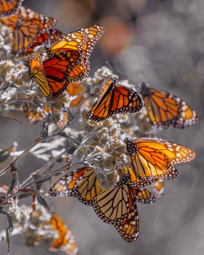 Wait, I Hung Out With Thousands of Monarch Butterflies in Mexico and It Was Insane!