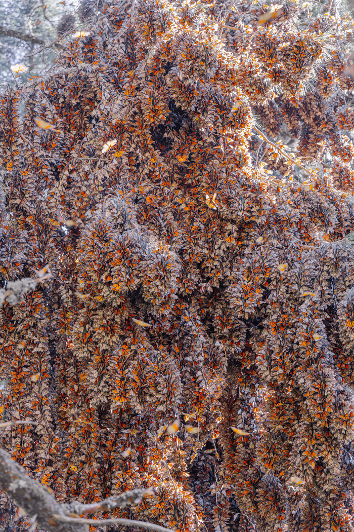 Wait, I Hung Out With Thousands of Monarch Butterflies in Mexico and It Was Insane!