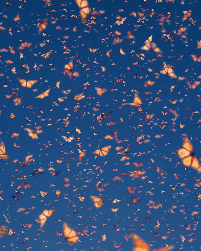 Wait, I Hung Out With Thousands of Monarch Butterflies in Mexico and It Was Insane!
