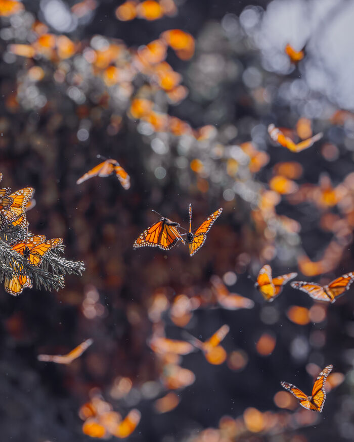 Wait, I Hung Out With Thousands of Monarch Butterflies in Mexico and It Was Insane!