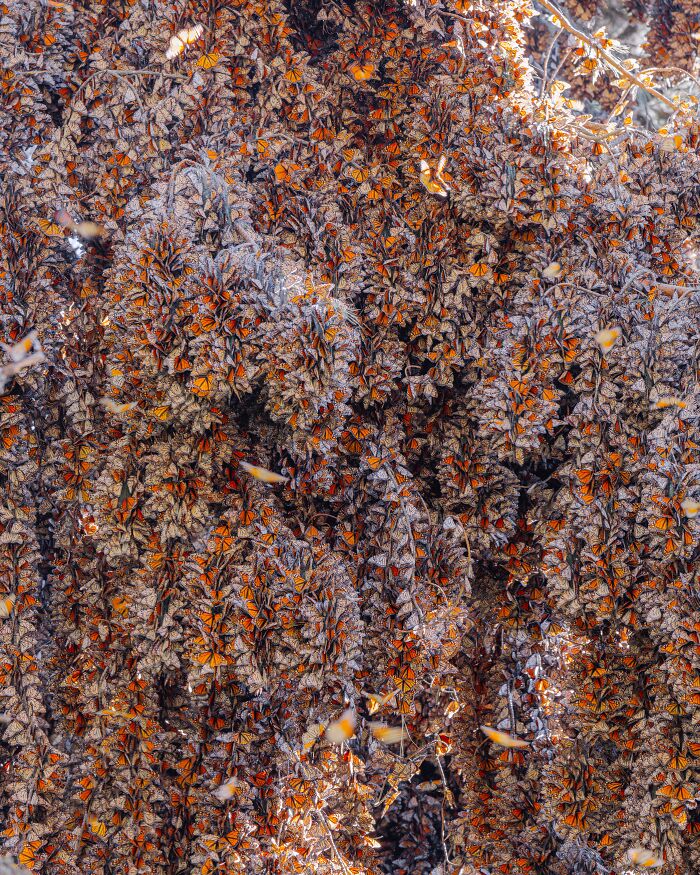 Wait, I Hung Out With Thousands of Monarch Butterflies in Mexico and It Was Insane!