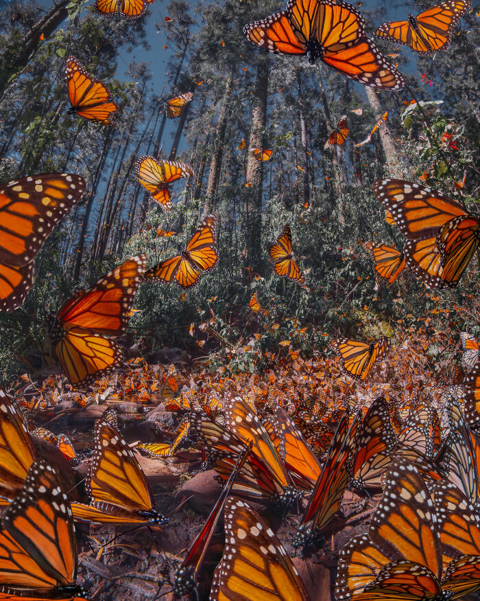 Wait, I Hung Out With Thousands of Monarch Butterflies in Mexico and It Was Insane!