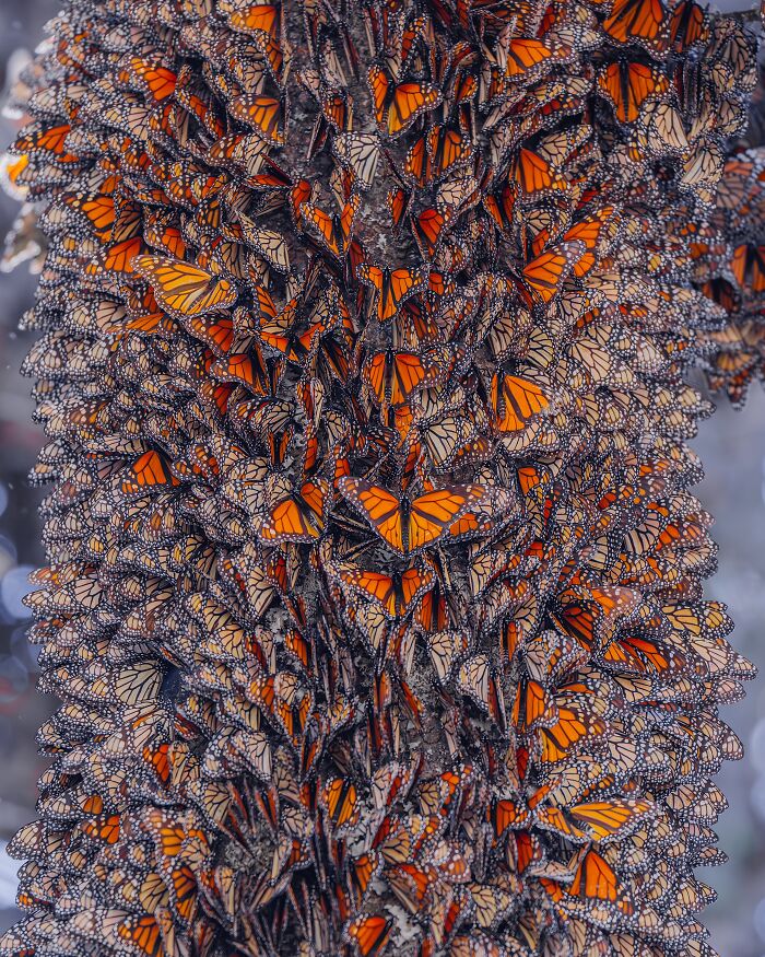 Wait, I Hung Out With Thousands of Monarch Butterflies in Mexico and It Was Insane!
