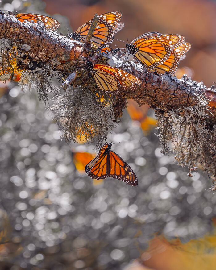 Wait, I Hung Out With Thousands of Monarch Butterflies in Mexico and It Was Insane!