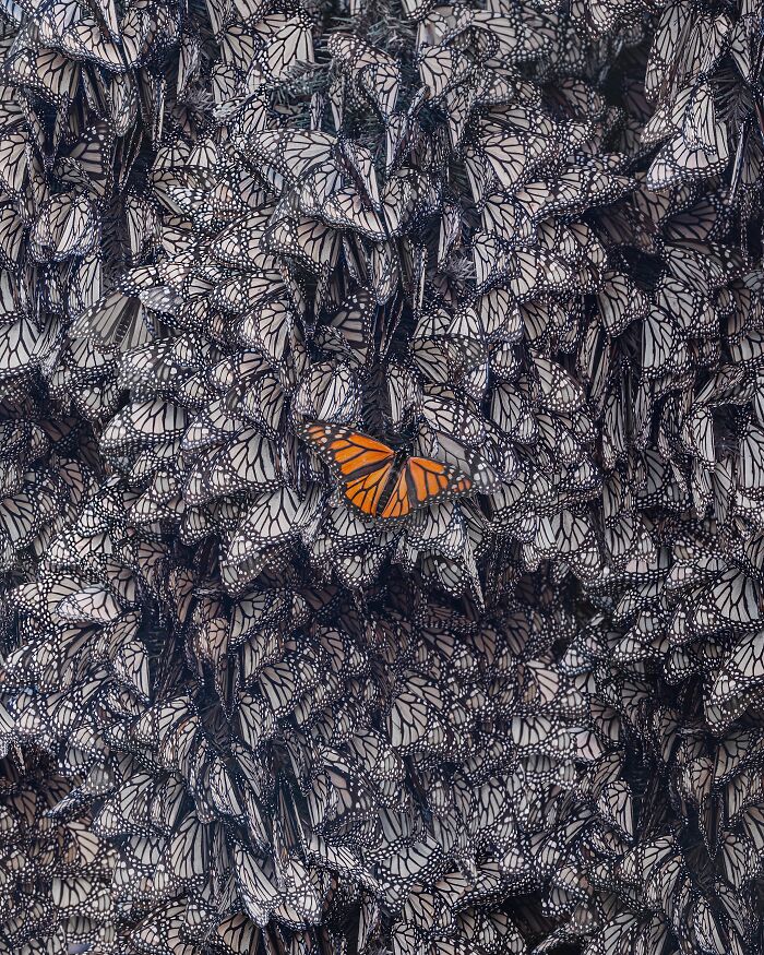 Wait, I Hung Out With Thousands of Monarch Butterflies in Mexico and It Was Insane!
