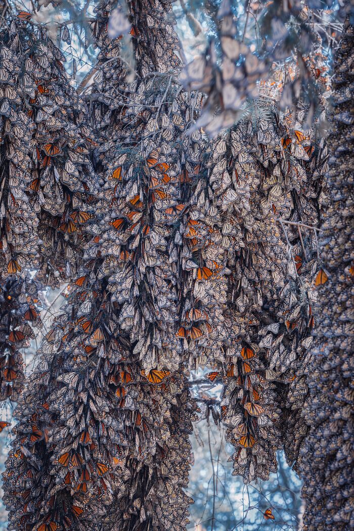 Wait, I Hung Out With Thousands of Monarch Butterflies in Mexico and It Was Insane!