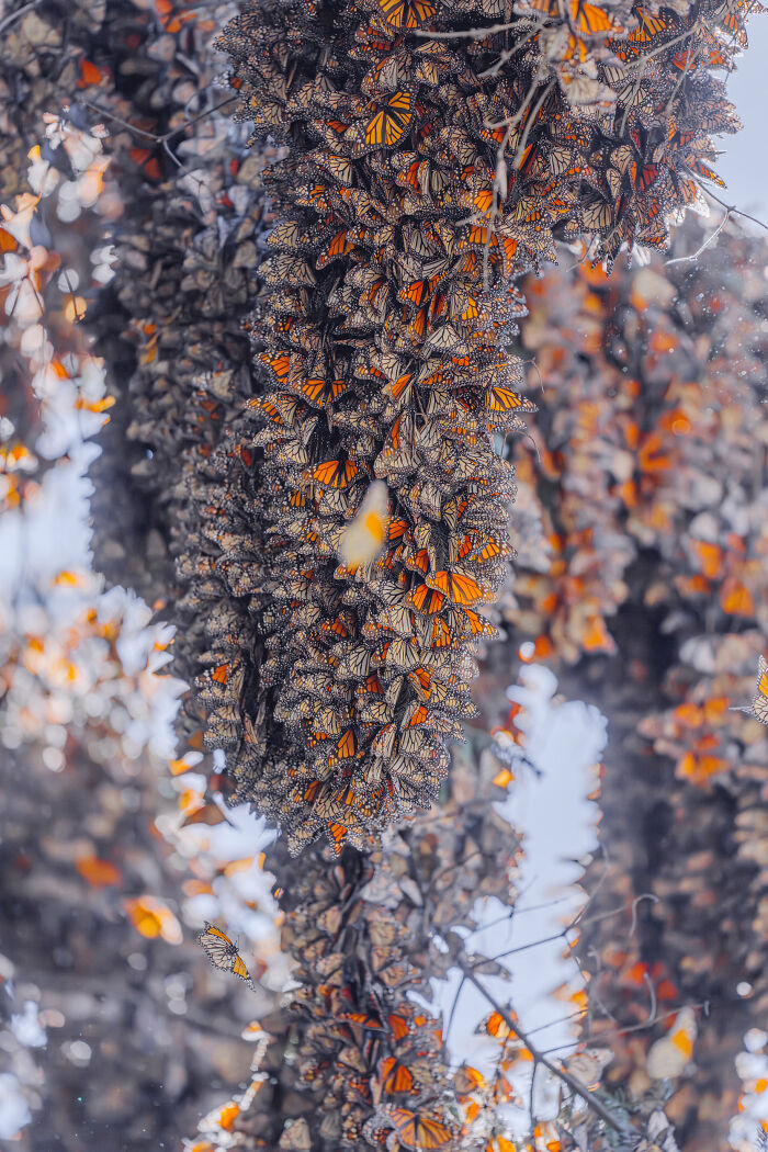 Wait, I Hung Out With Thousands of Monarch Butterflies in Mexico and It Was Insane!