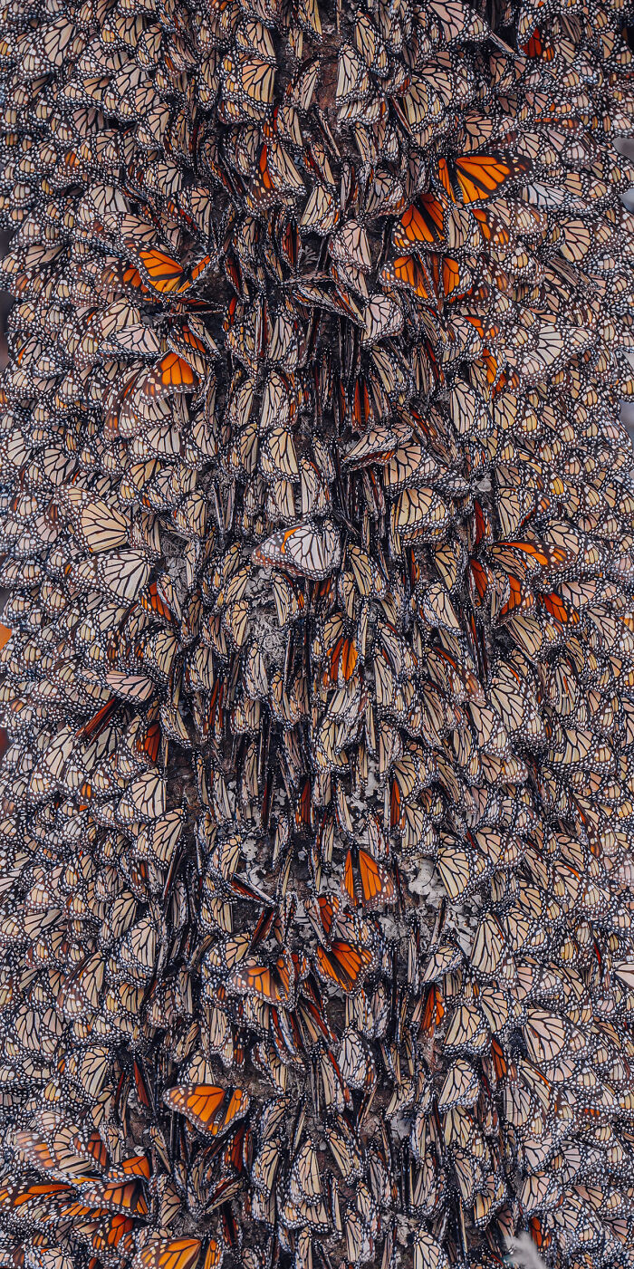 Wait, I Hung Out With Thousands of Monarch Butterflies in Mexico and It Was Insane!