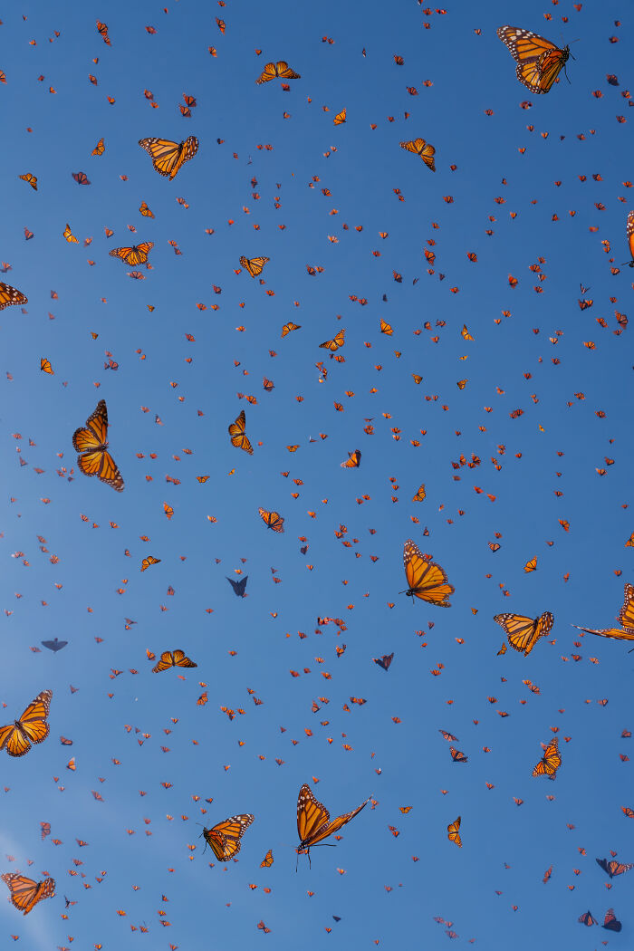 Wait, I Hung Out With Thousands of Monarch Butterflies in Mexico and It Was Insane!