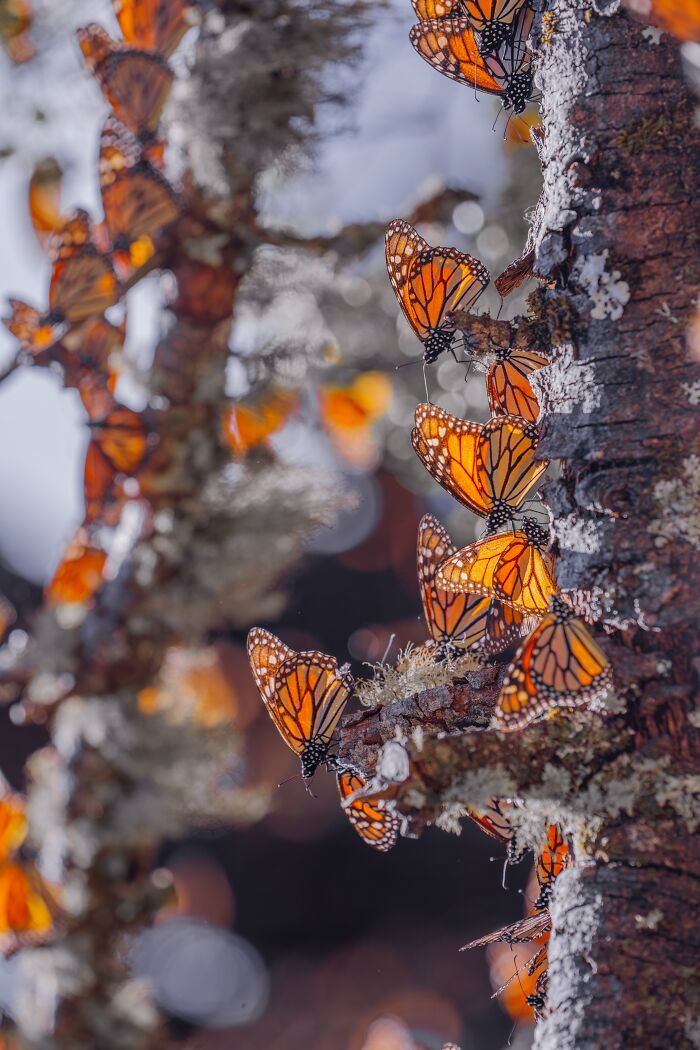 Wait, I Hung Out With Thousands of Monarch Butterflies in Mexico and It Was Insane!